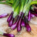 Aromatiques - Ciboule Commune Rouge - face recto